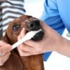 Guide toBrushing your dog's teeth is a crucial part of their dental care. When you brush your dog's teeth, you remove the plaque on their teeth.  Guide to Brushing Dog’s Teeth and Why It is Important
