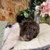 Taking your “Labradoodles by Cucciolini” Puppy Home