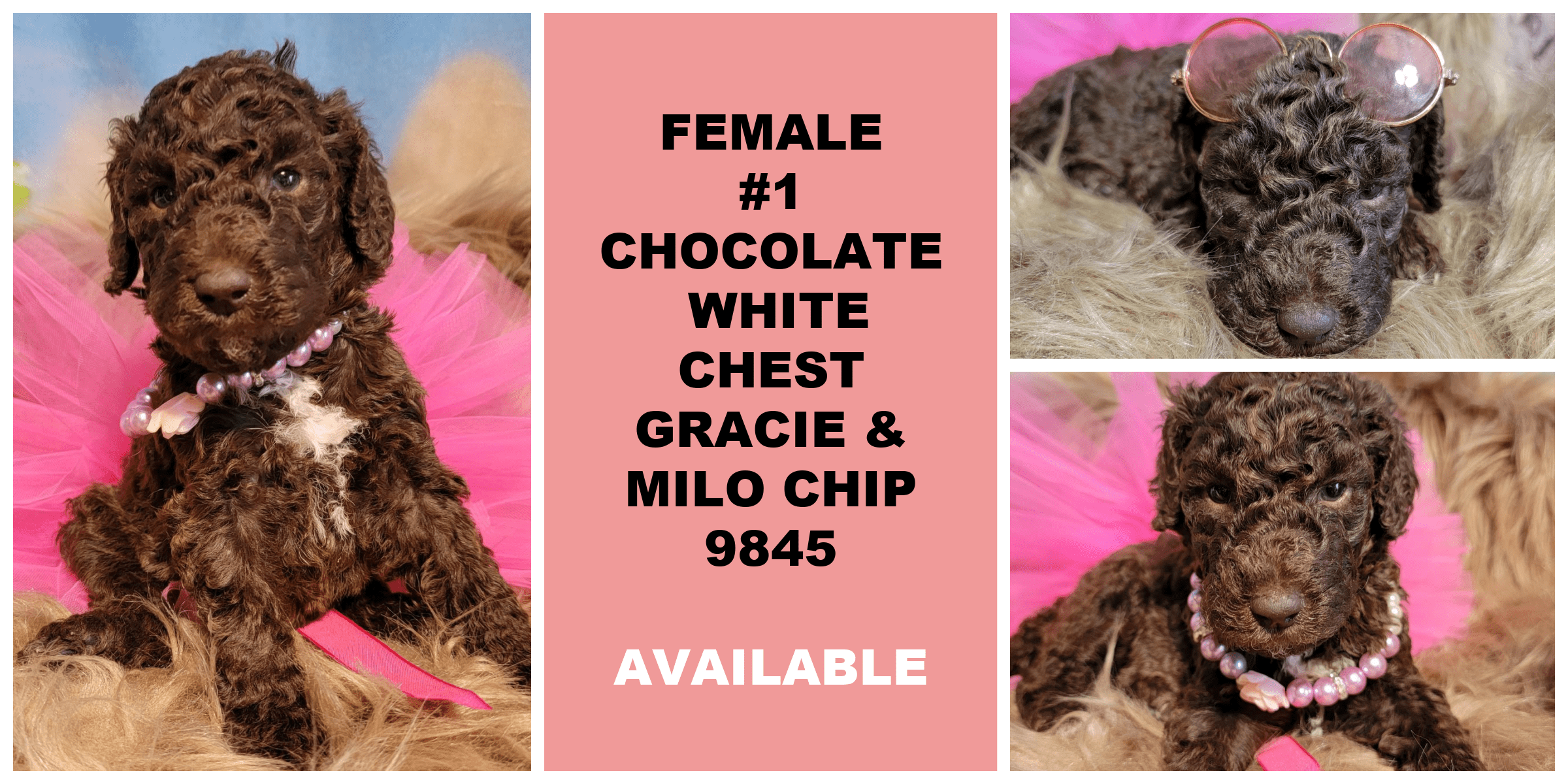 FEMALE 1 CHOCOLATE WHITE CHEST GRACIE MILO CHIP 9845 AVAILABLE