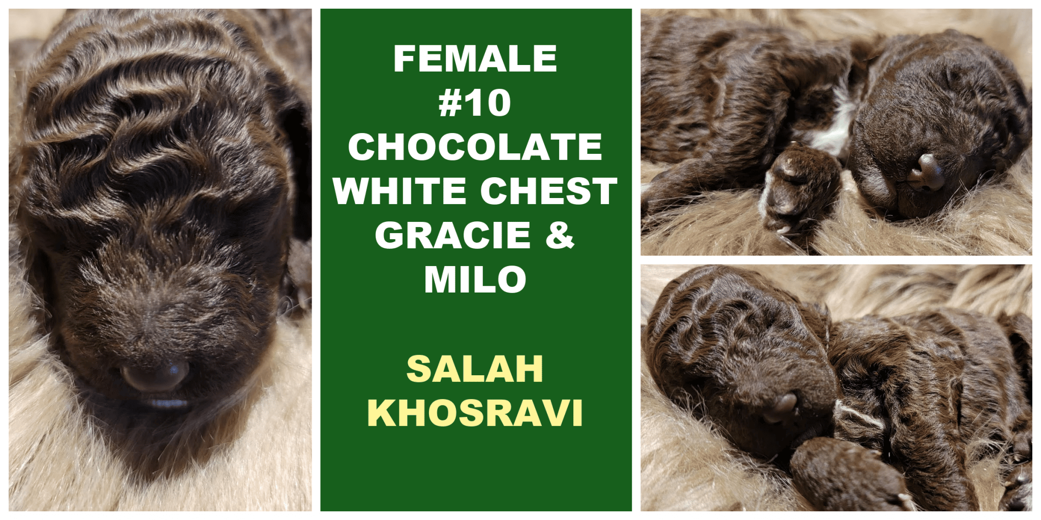 FEMALE 10 CHOCOLATE WHITE CHEST GRACIE MILO