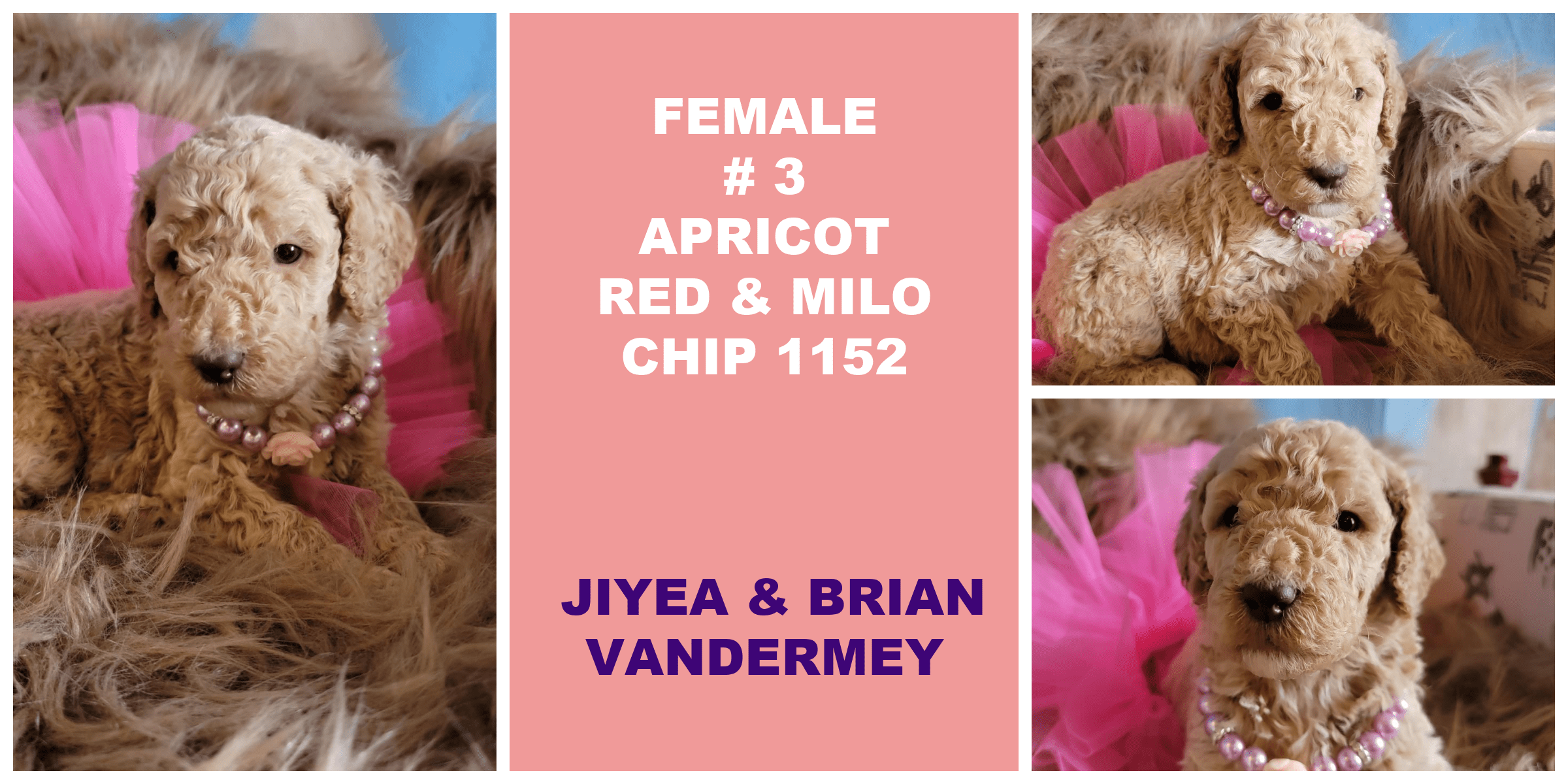 FEMALE 3 APRICOT RED MILO CHIP 1152 JIYEA BRIAN VANDERMEY