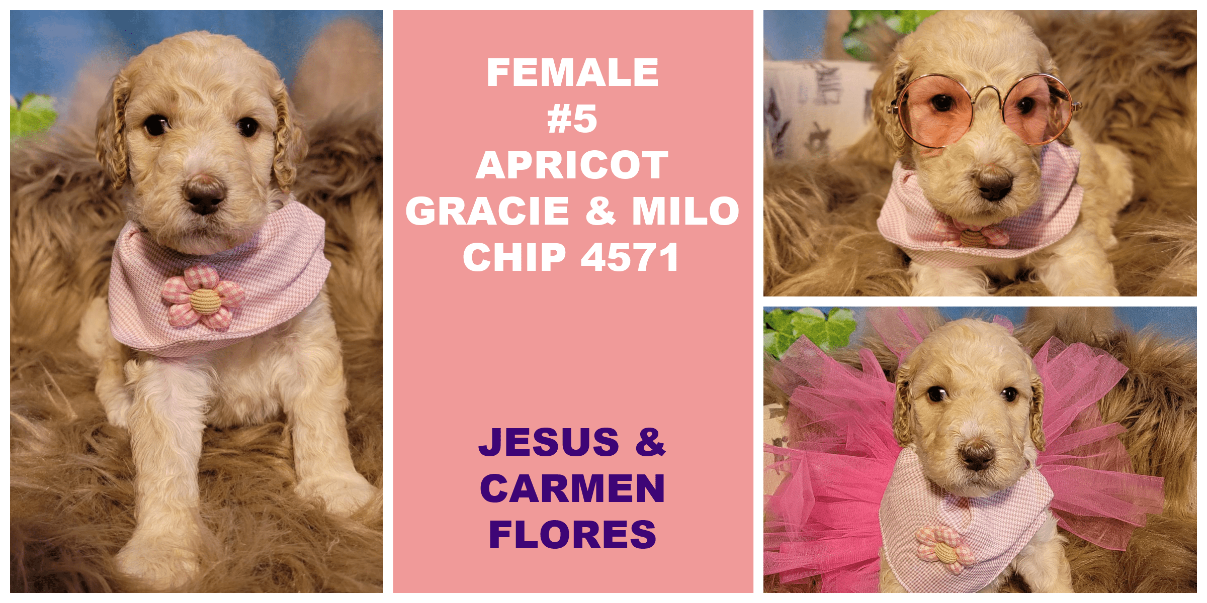 FEMALE 5 APRICOT GRACIE MILO CHIP 4571 JESUS CARMEN FLORES