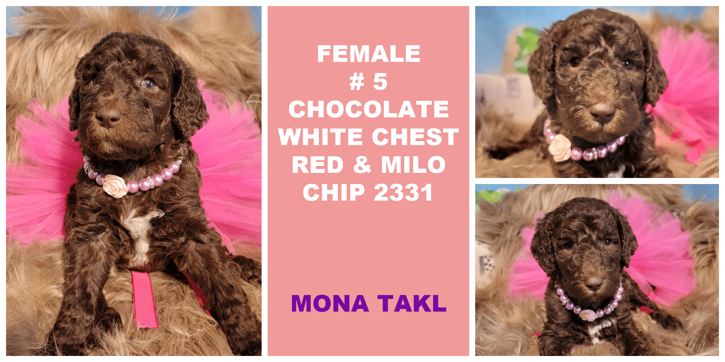 FEMALE 5 CHOCOLATE WHITE CHEST RED MILO CHIP 2331 MONA TAKL