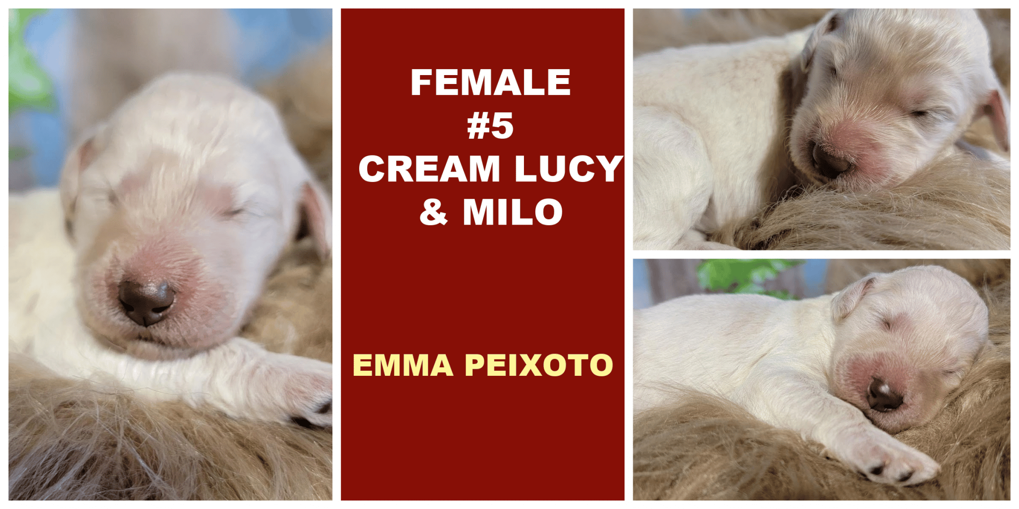 FEMALE 5 CREAM LUCY MILO