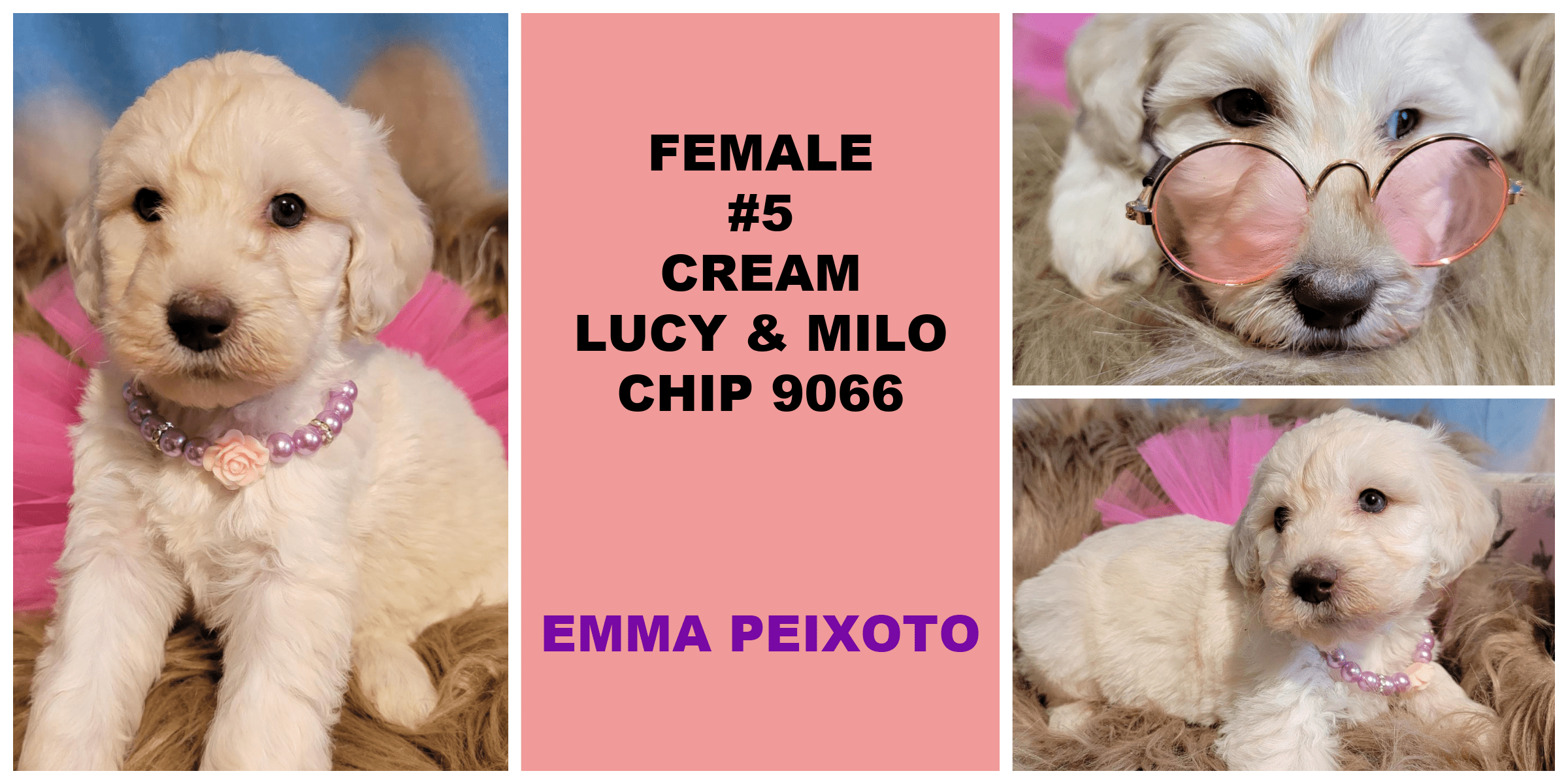 FEMALE 5 CREAM LUCY MILO CHIP 9066