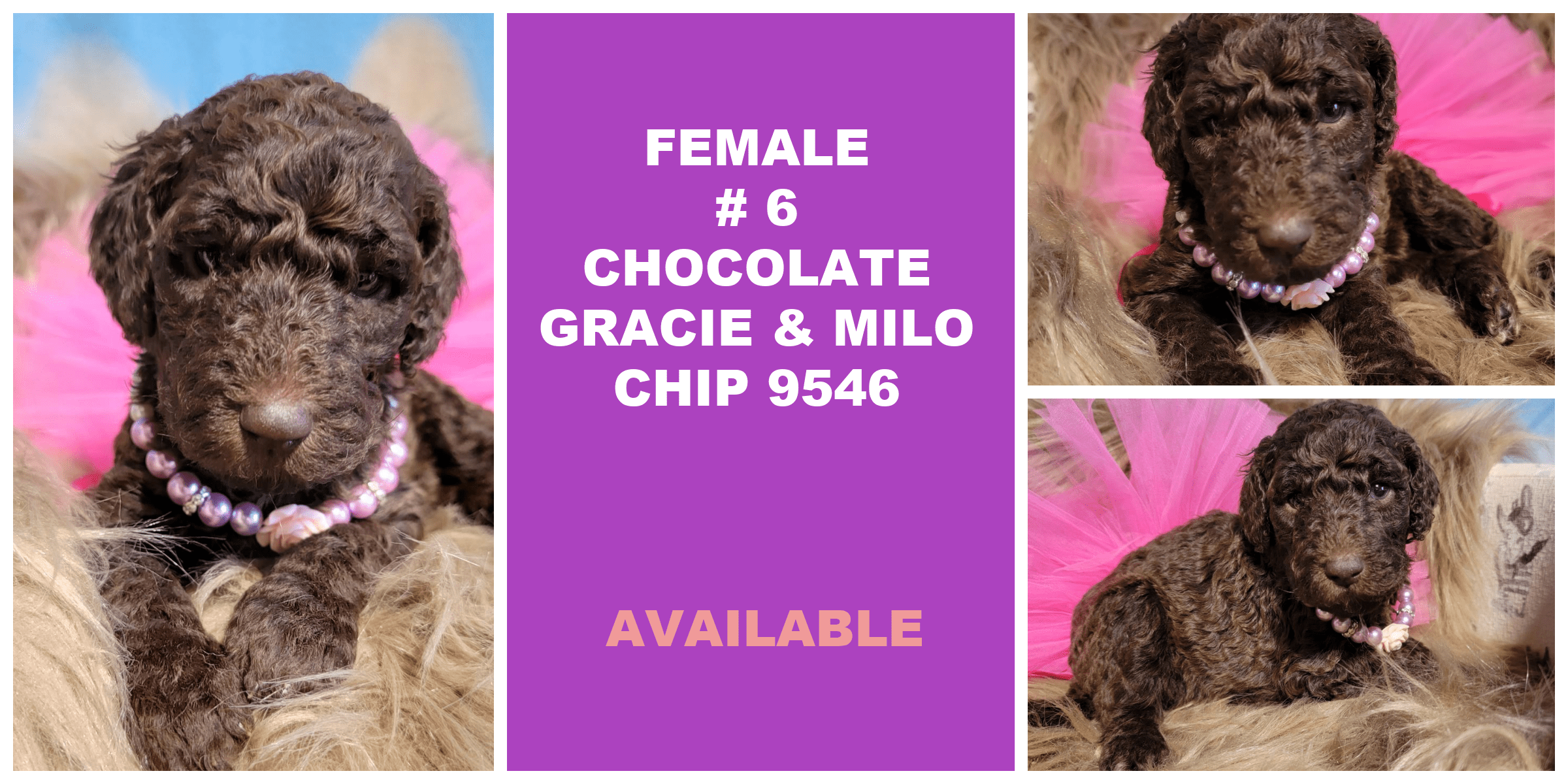 FEMALE 6 CHOCOLATE GRACIE MILO CHIP 9546 AVAILABLE