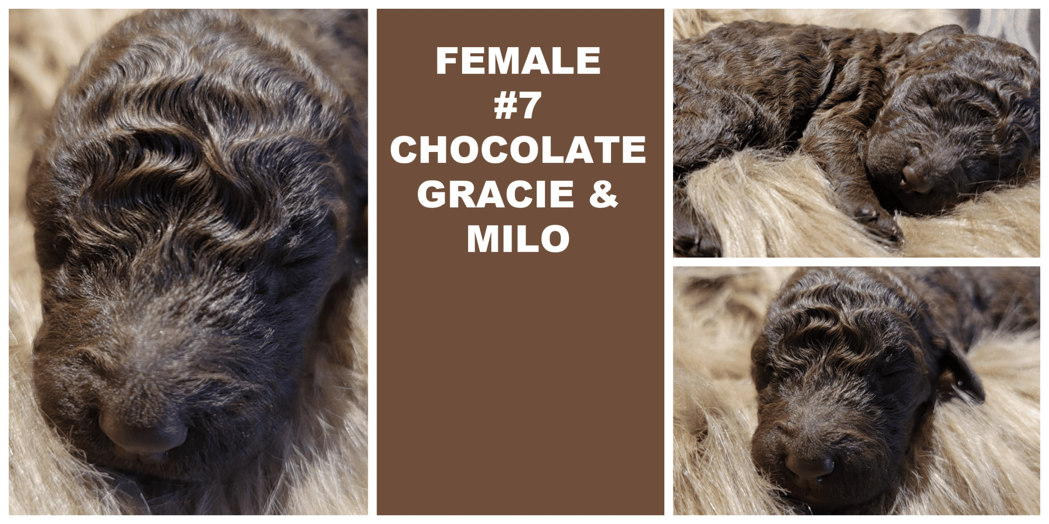 FEMALE 7 CHOCOLATE GRACIE MILO 1