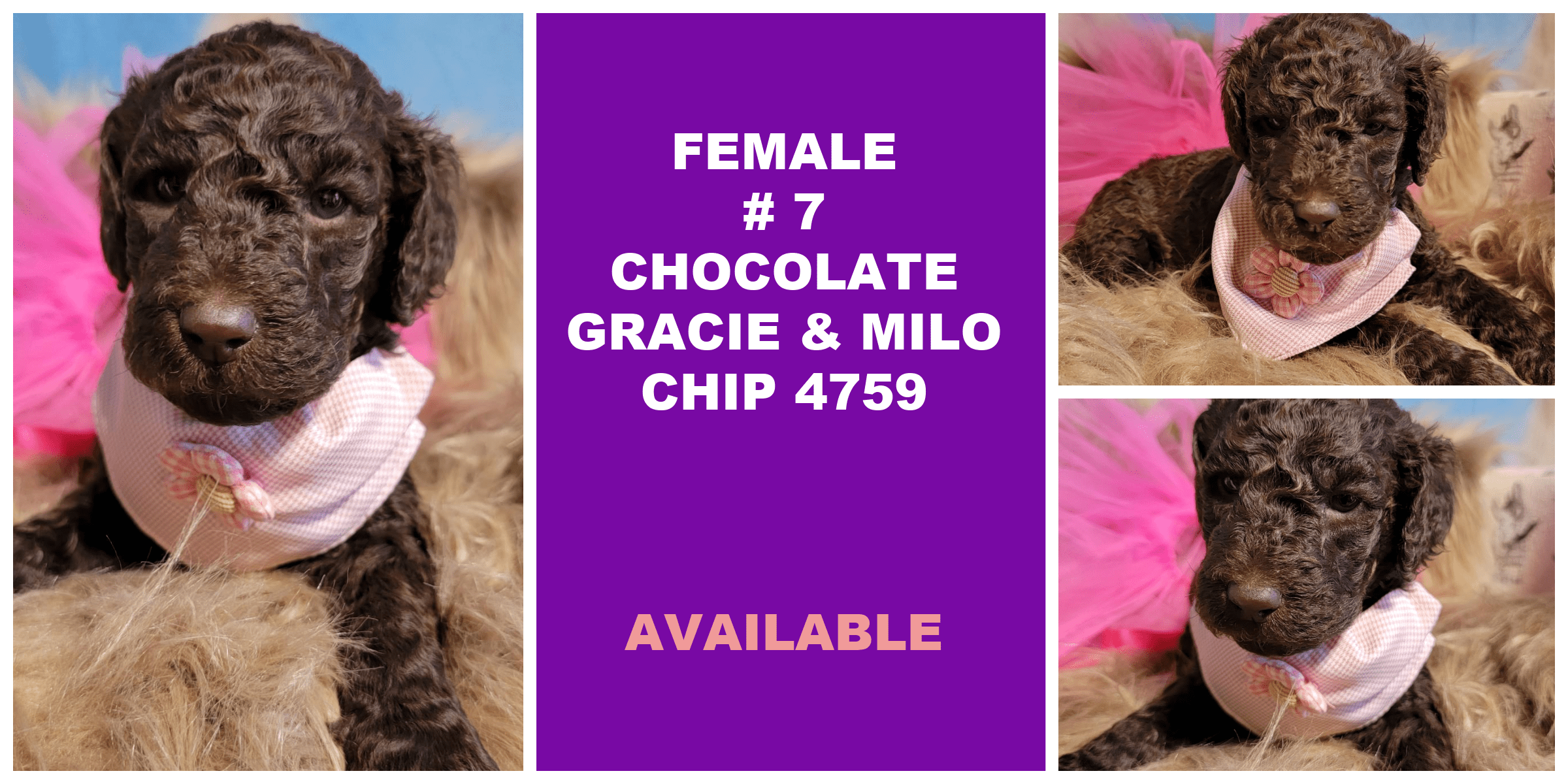 FEMALE 7 CHOCOLATE GRACIE MILO CHIP 4759 AVAILABLE
