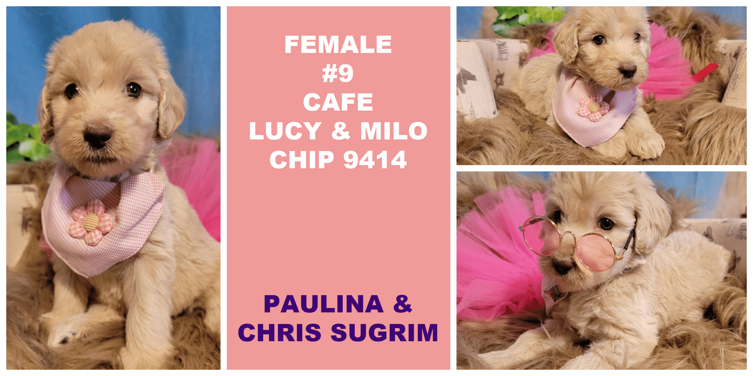 FEMALE 9 CAFE LUCY MILO CHIP 9414