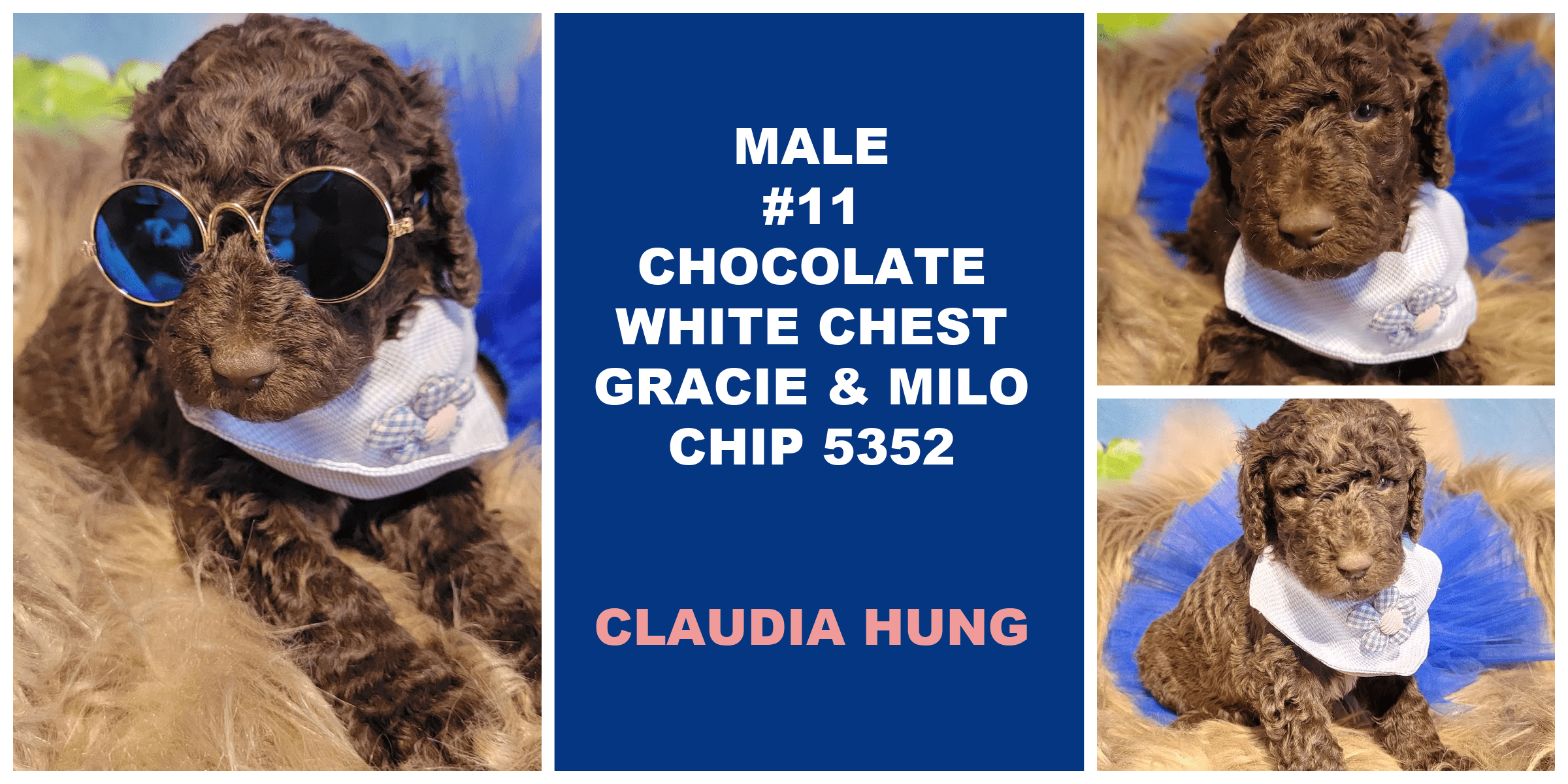 MALE 11 CHOCOLATE WHITE CHEST GRACIE MILO CHIP 5352 CLAUDIA HUNG