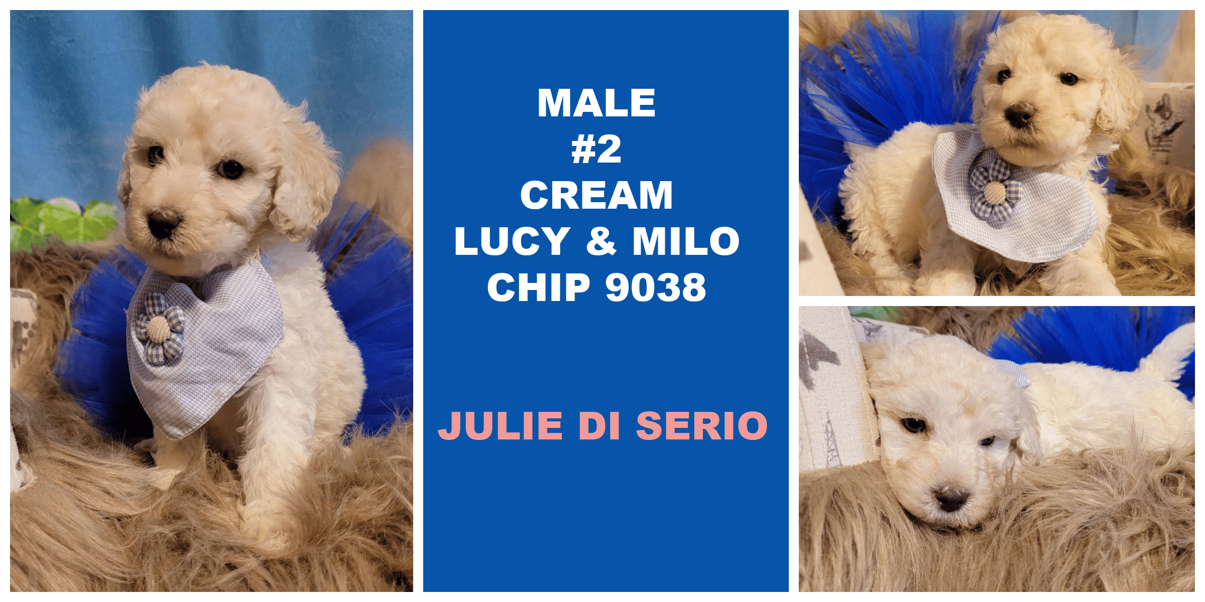 MALE 2 CREAM LUCY MILO CHIP 9038