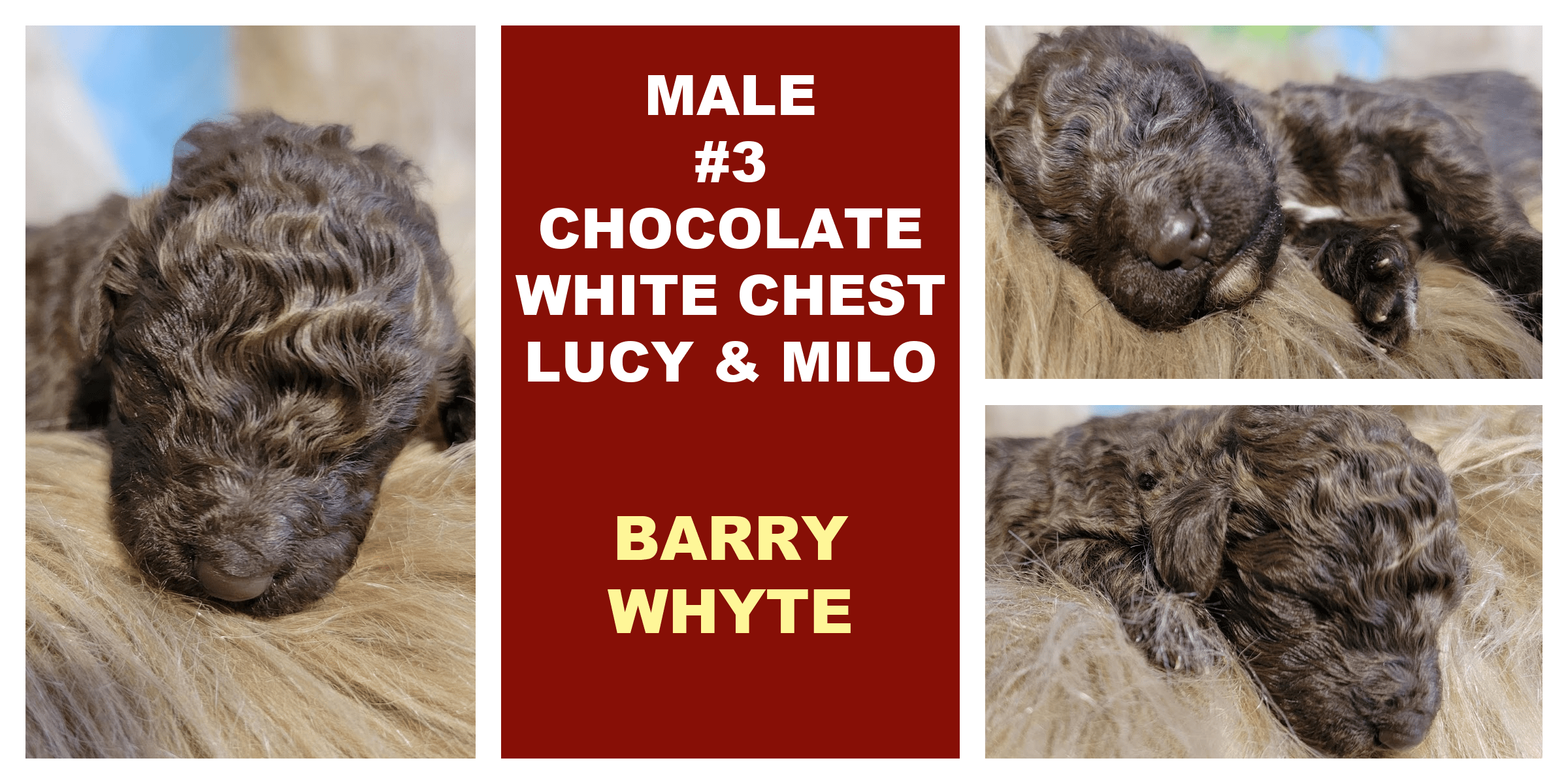MALE 3 CHOCOLATE WHITE CHEST LUCY MILO