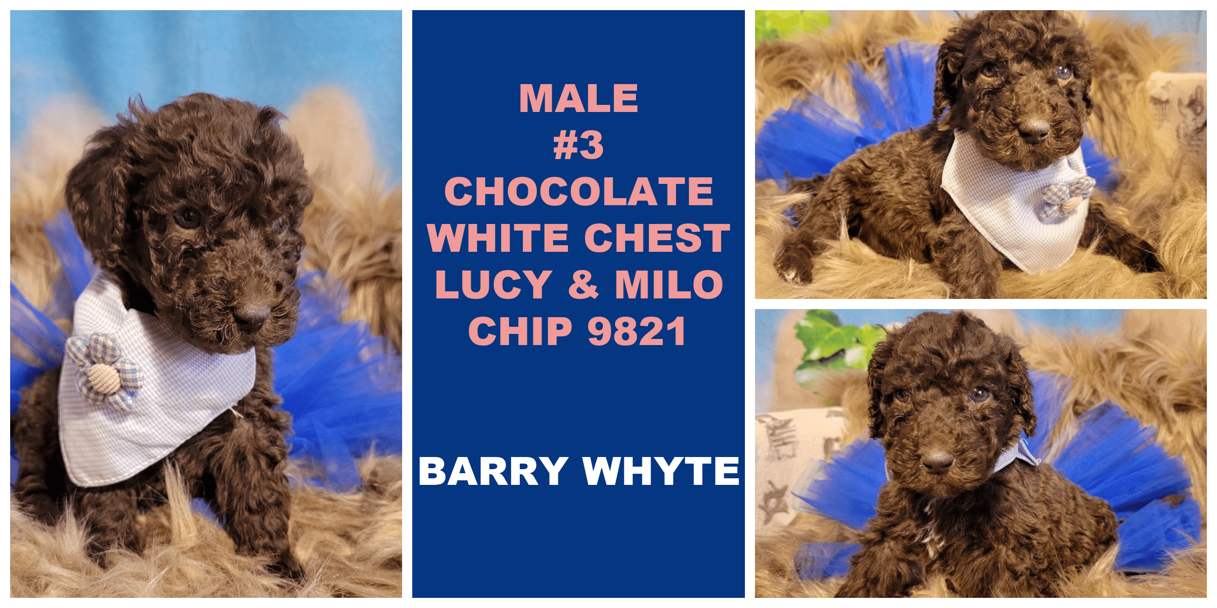MALE 3 CHOCOLATE WHITE CHEST LUCY MILO CHIP 9821