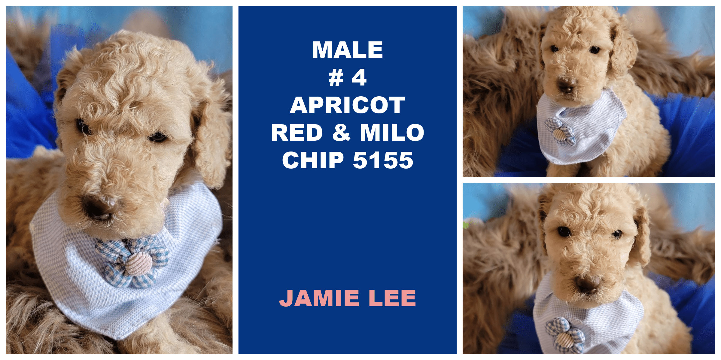 MALE 4 APRICOT RED MILO CHIP 5155 JAMIELEE