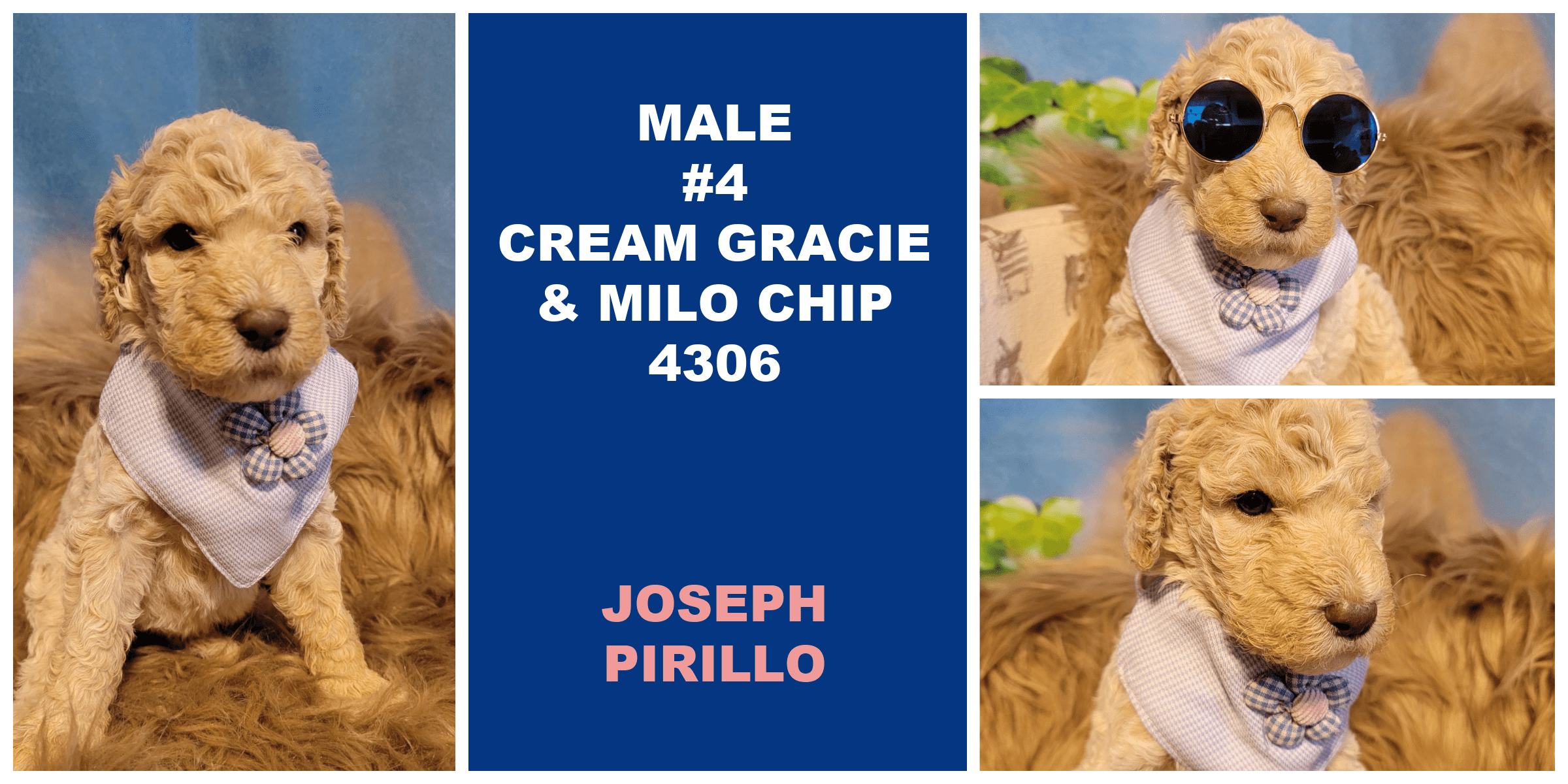 MALE 4 CREAM GRACIE MILO CHIP 4306 JOSEPH PIRILLO