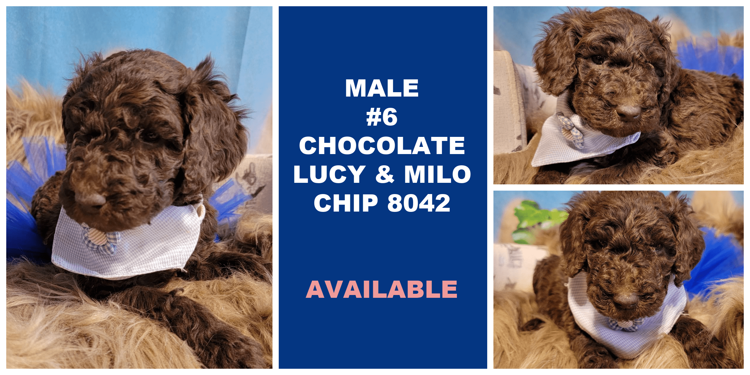 MALE 6 CHOCOLATE LUCY MILO CHIP 8042 AVAILABLE