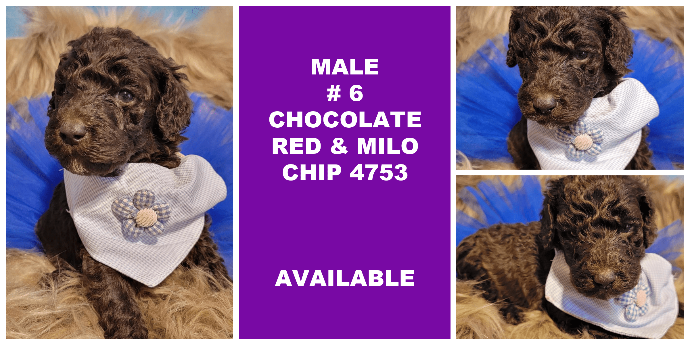 MALE 6 CHOCOLATE RED MILO CHIP 4753 AVAILABLE
