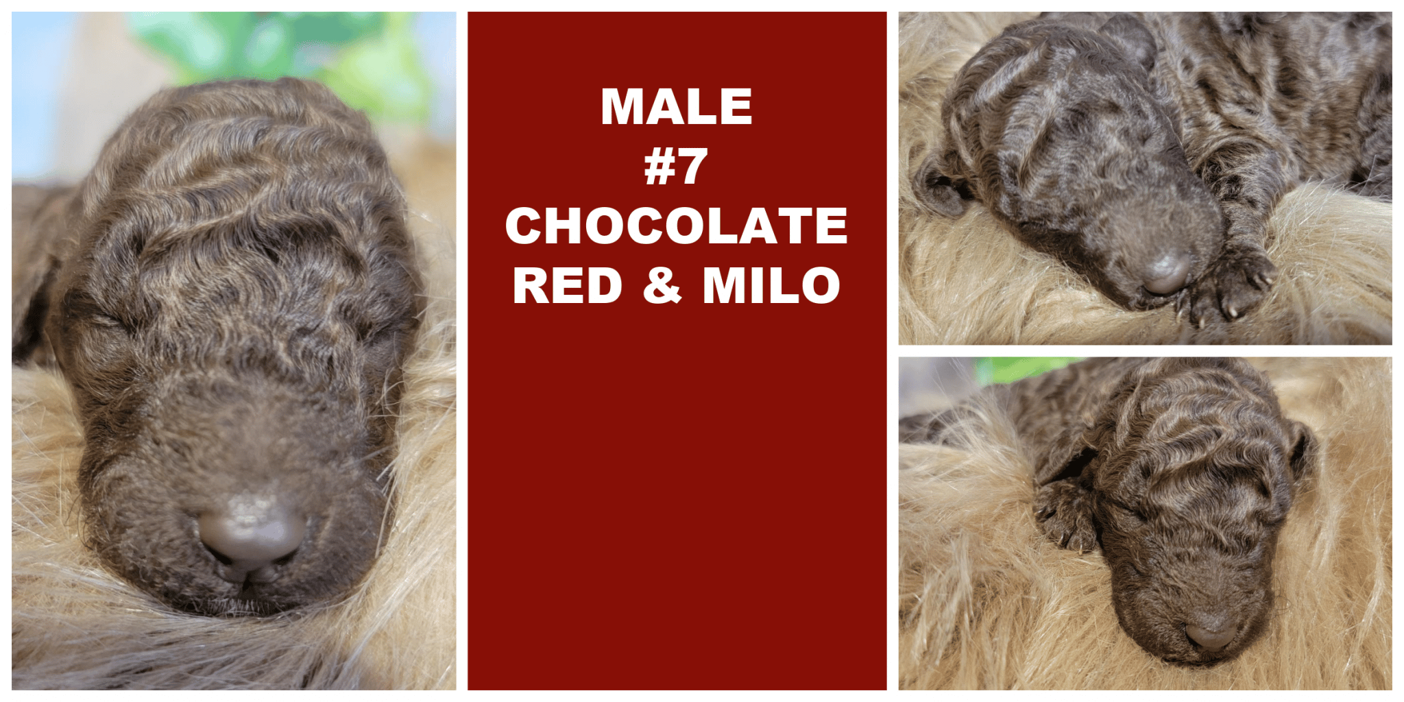 MALE 7 CHOCOLATE RED MILO