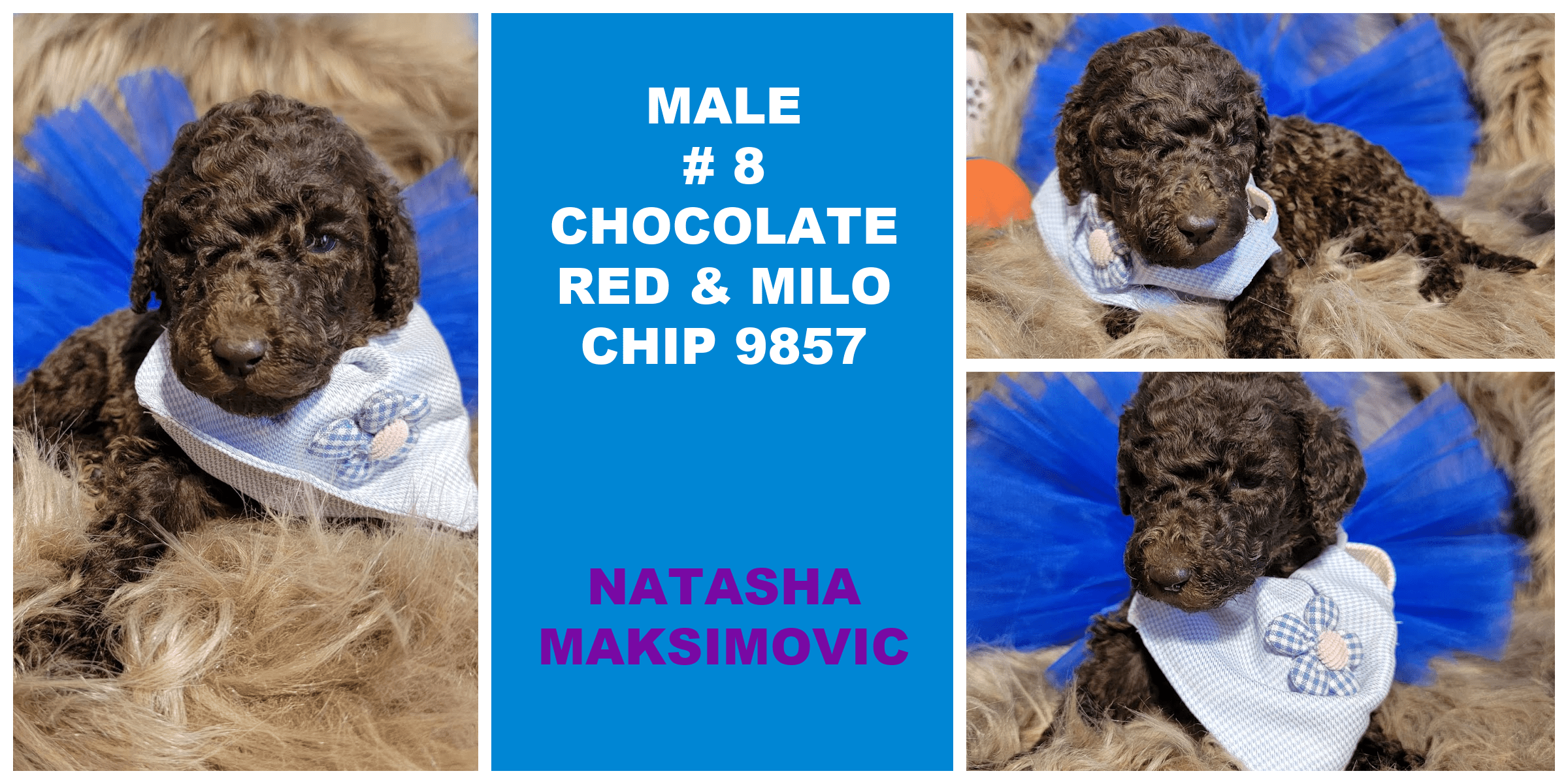 MALE 8 CHOCOLATE RED MILO CHIP 9857 NATASHA MAKSIMOVIC