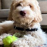 5 labradoodle behaviors to nip in the bud early 1