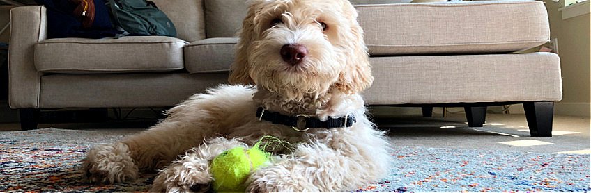 5 labradoodle behaviors to nip in the bud early 1