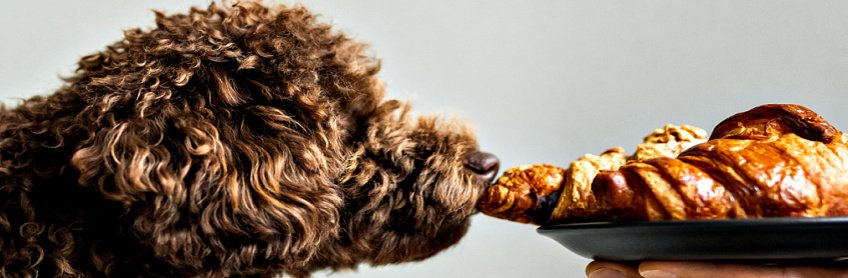 6 homemade recipes for labradoodles at labradoodles by cucciolini