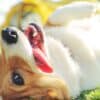 Apple Cider Vinegar For Dogs – Holistic Remedy for Your Pet  Apple Cider Vinegar For Dogs – Holistic Remedy for Your Pet