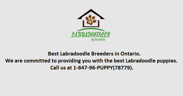 Home Labradoodle By Cucciolini: Top Breeder & Puppies in Ontario