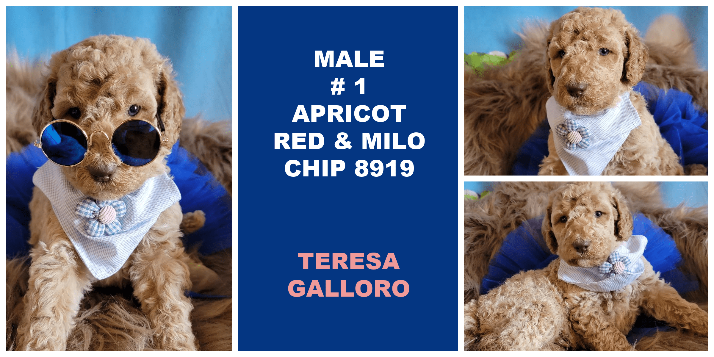 MALE 1 APRICOT RED MILO CHIP 8919
