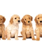 What to Expect During Different Labradoodle Milestones