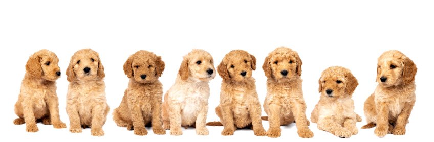 What to Expect During Different Labradoodle Milestones