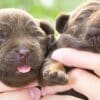 Labradoodle Milestones  Labradoodle Milestones(1)