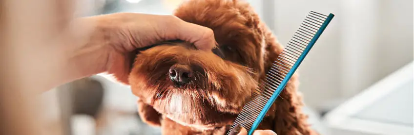 how to groom a labradoodle at home