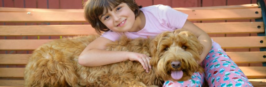 Do Labradoodles Make Us Happy & Healthier?