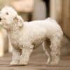 How To Stop A Dog from Barking  How To Stop A Dog from Barking