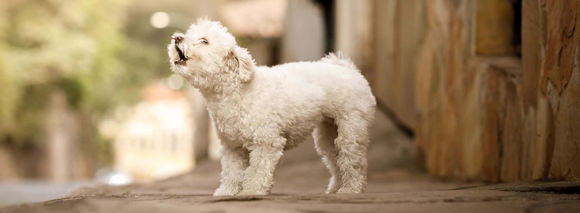 How To Stop A Dog from Barking  How To Stop A Dog from Barking