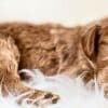 This Puppy Checklist will help you create a safe and comforting environment for your new Puppy and tools to care for your new Furry friend.  New Puppy Checklist at Labradoodles BY Cucciolini