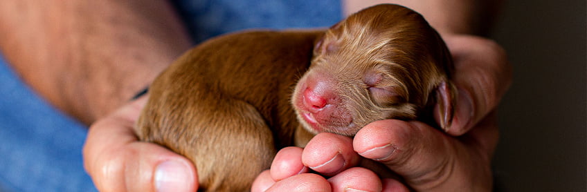 New Puppy checklist at Labradoodles BY Cucciolini.