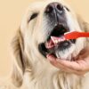 How to brush your Dogs Teeth