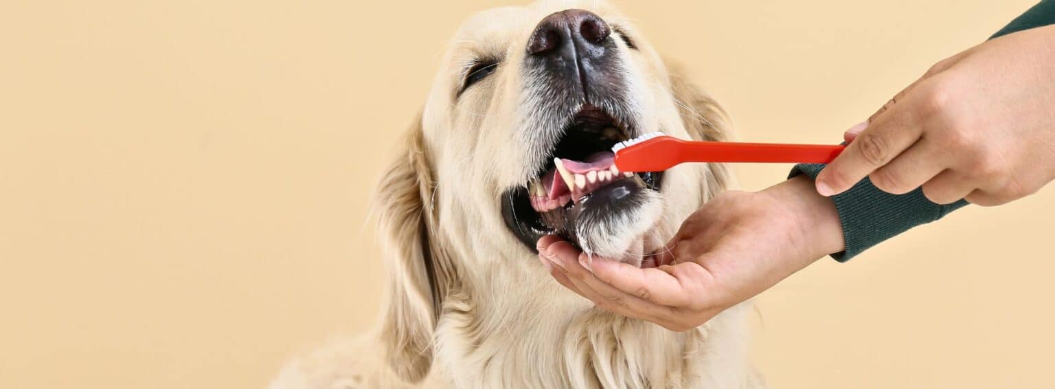 How to brush your Dogs Teeth Labradoodles By Cucciolini