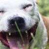 What are the Treatments & Prevention of KENNEL COUGH in Dogs?