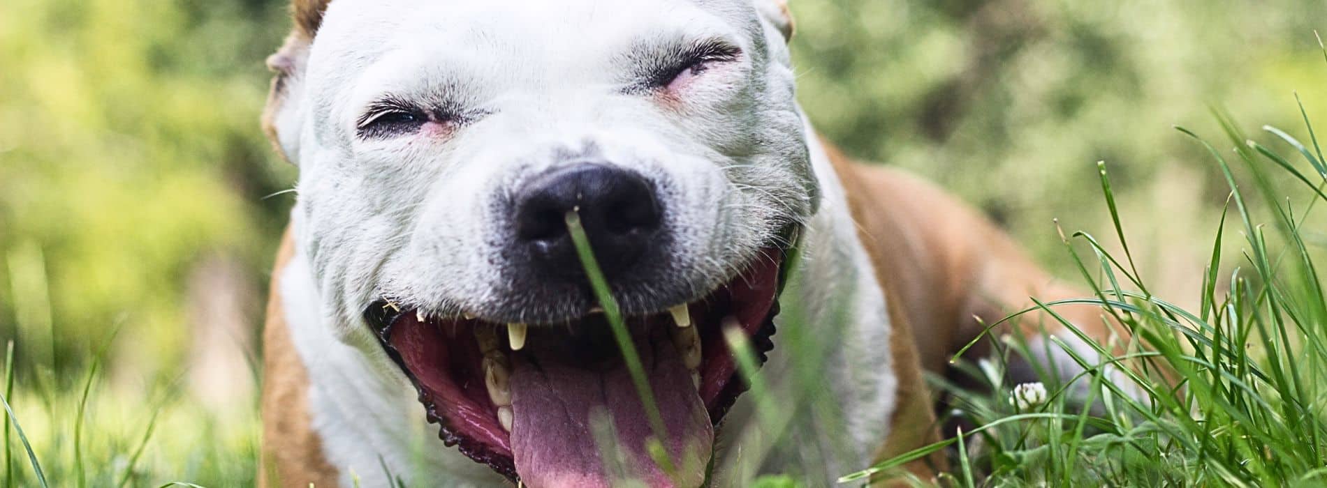 What are the Treatments & Prevention of KENNEL COUGH in Dogs?  What are the Treatments & Prevention of KENNEL COUGH in Dogs