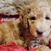 Why a Labradoodle “The WORLDS much LOVED WOOF”?