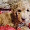 Why a Labradoodle “The WORLDS much LOVED WOOF”?  Why a Labradoodle “The WORLDS much LOVED WOOF”