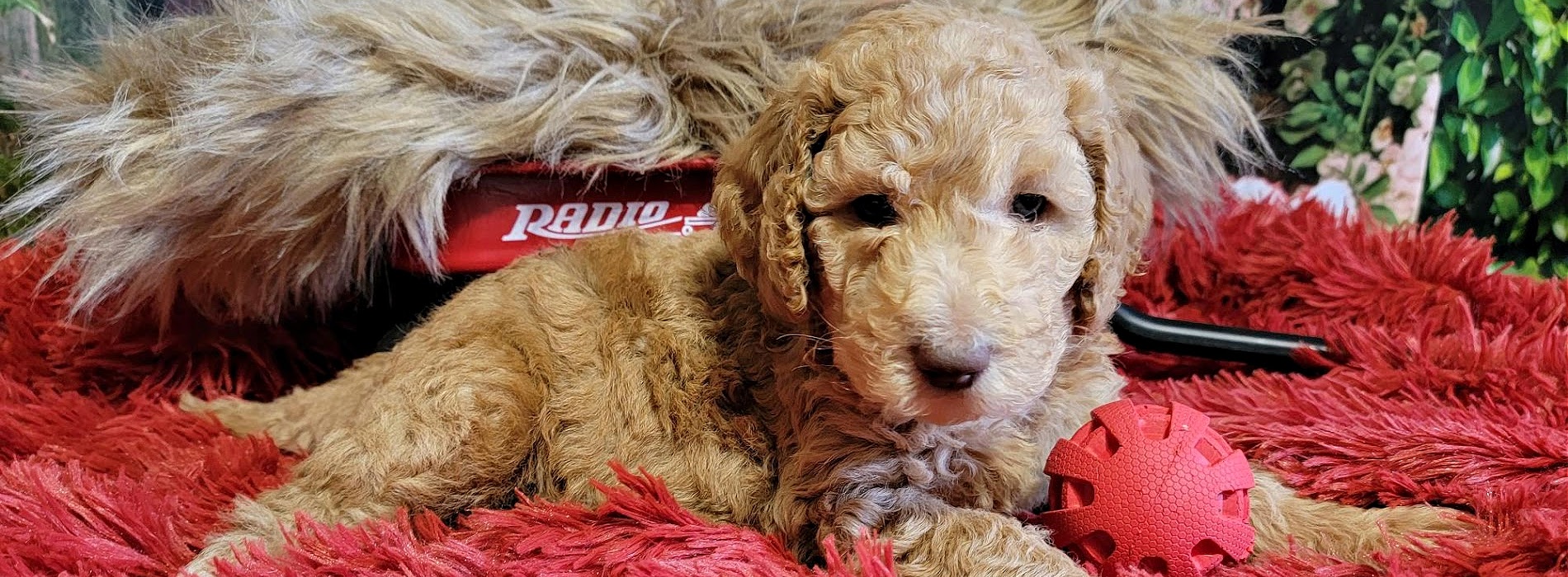 Why a Labradoodle “The WORLDS much LOVED WOOF”?