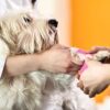 Basic First Aid for Dogs