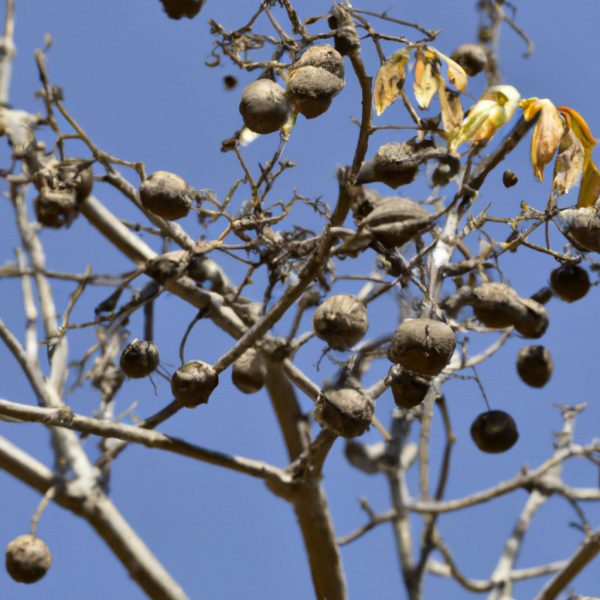 What Plants are Poisonous to Dogs? Labradoodles By Cucciolini