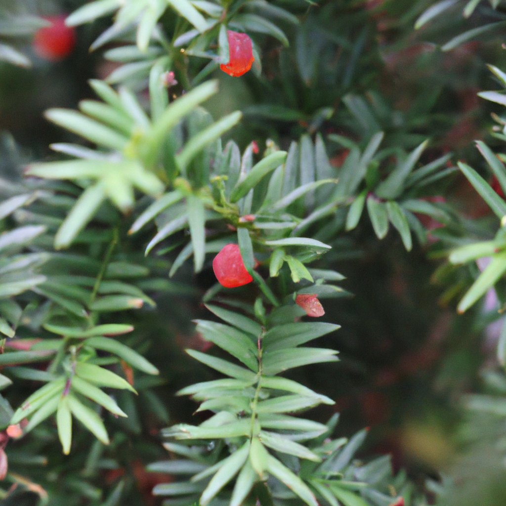 Japanese Yew