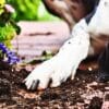 What Plants are Poisonous to Dogs?  What Plants are Poisonous to Dogs