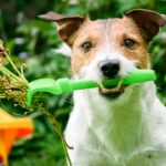 What Plants are Poisonous to Dogs